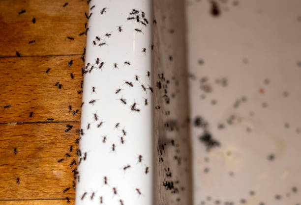Best Pest Prevention Services  in Wyanet, IL