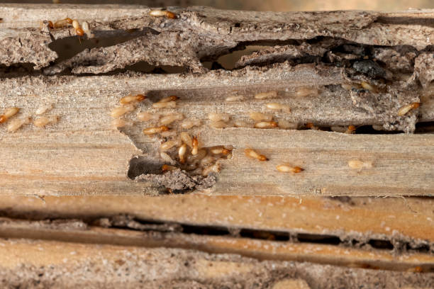 Best Pest Control Near Me in Wyanet, IL